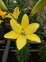 [5002 YellowCocotte No02.JPG]